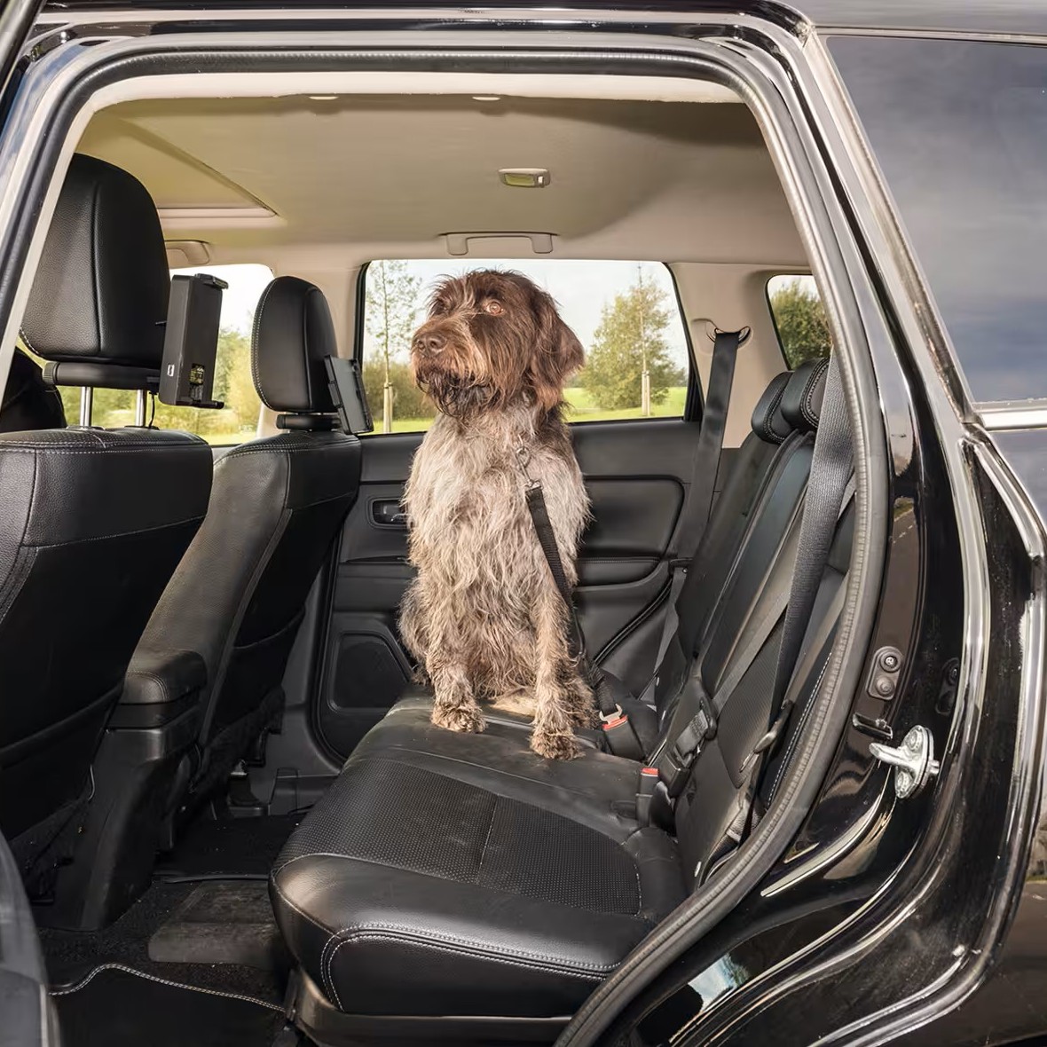 Laisse de sécurité pour chien